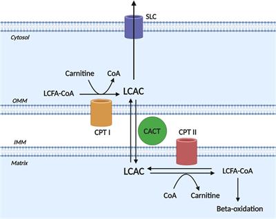 Long-Chain Acylcarnitines and Cardiac Excitation-Contraction Coupling: Links to Arrhythmias